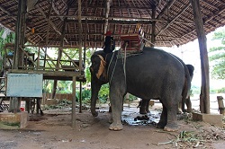 �v�[�P�b�g�G���t�@���g�g���b�L���O