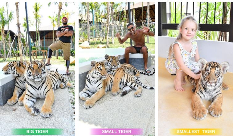 �^�C�K�[�p�[�N�v�[�P�b�g